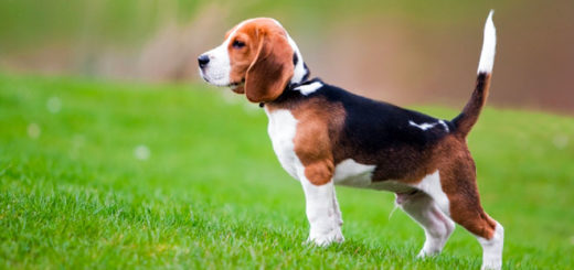 cani-beagle